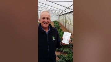 Giant veg: Giant parsnip tips