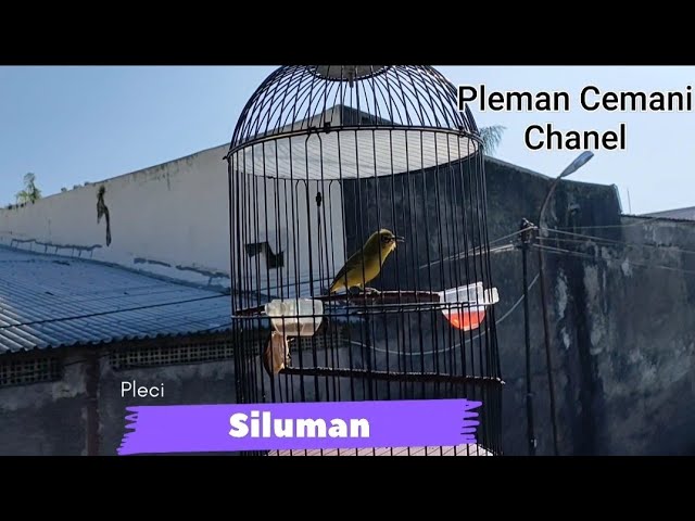 Pleci Siluman milik Yuli PMC class=