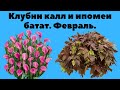 Клубни калл проросли рано. Проращиваю клубни ипомеи батат.