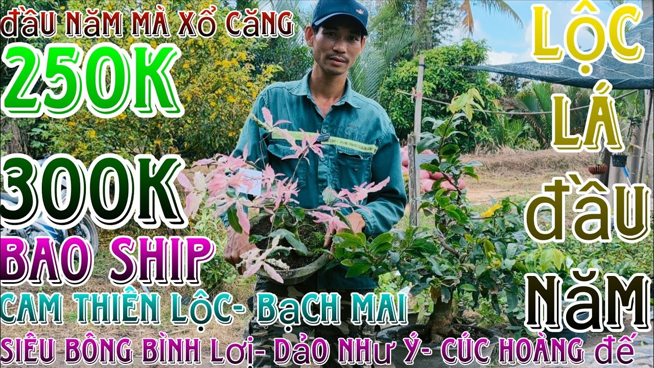 🌈01/3/2026☎️0385308293(Hà My)🔥xổ rẻ dọn vườn 24 mã số hàng bonsai già mùa củ đế víp nhiều giống mới