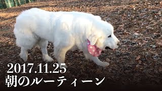 朝のルーティン　Great Pyrenees　グレートピレニーズ