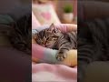 Kitten Sleeping in Moonlight ✨ ASMR for Deep Sleep
