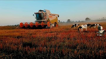 Golden Fields: Buckwheat Harvest 2023, Claas Lexion