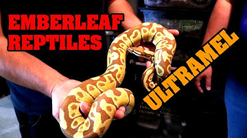 We visit emberleaf reptiles to check out ultramel and bamboo ball pythons