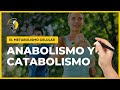 👉 METABOLISMO CELULAR: 🥑 Anabolismo y Catabolismo