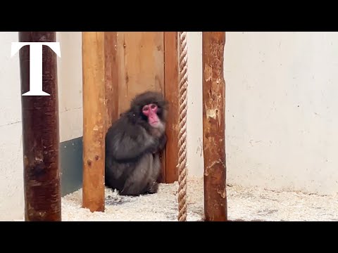 Escaped Japanese monkey captured in Scottish Highlands