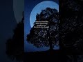 The Meaning Behind Tonight’s Rare Blue Moon