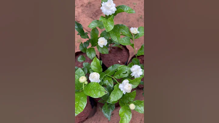 മുല്ലകളുടെ രാജ്ഞി  Arabian Jasmine / രാജമല്ലിക  വീണ്ടും  എത്തിപ്പോയെ Sambac jasmine - DayDayNews