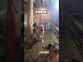 Ruler of the Barn: Kangal 🐕 💯