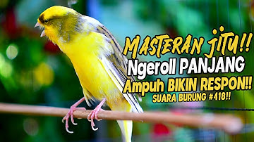 SUARA BURUNG |418| Kenari GACOR PANJANG INI Cocok untuk Masteran KENARI PAUD dan Kenari Macet BUNYI