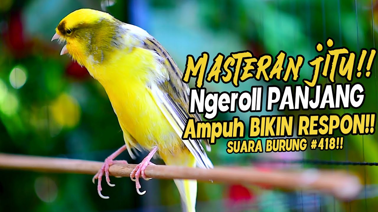 SUARA BURUNG |418| Kenari GACOR PANJANG INI Cocok untuk Masteran KENARI PAUD dan Kenari Macet BUNYI