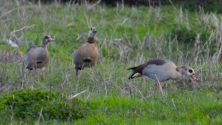 Kazarka egipska / gęsiówka egipska / gęś egipska / Egyptian goose / Alopochen aegyptiaca