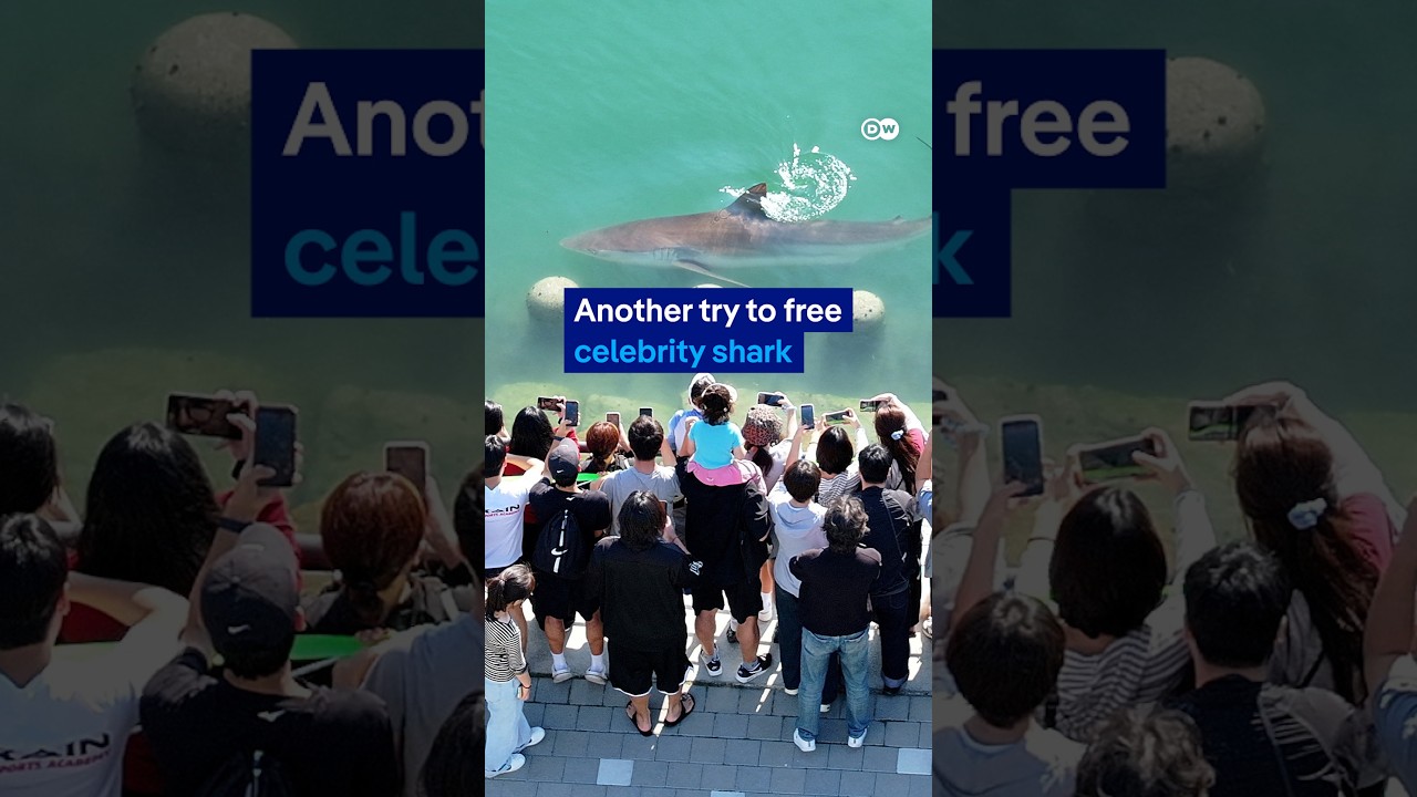 Another attempt to free South Korea's celebrity shark | DW News
