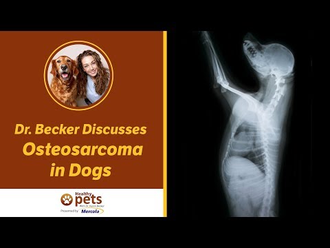 Videó: Osteosarcoma specifikus kutyafajtákban