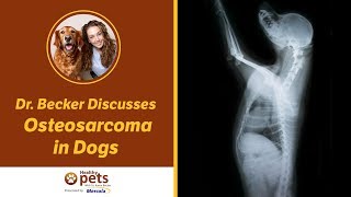 Dr. Becker Talks About Osteosarcoma in Dogs