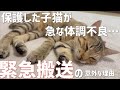 【保護猫】野良出身の子猫を保護したら大変なことに…
