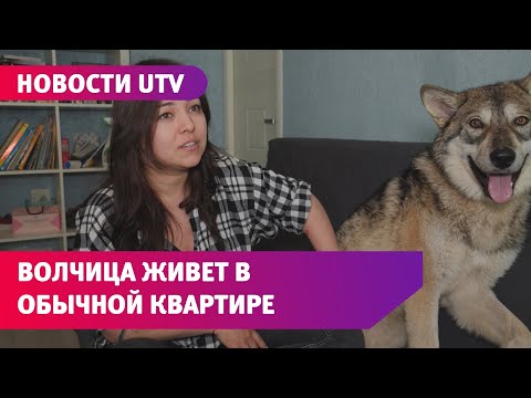 Уфимская семья приручила волчицу. Она живет в квартире, ест фрукты и любит обниматься