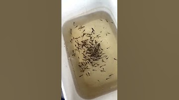 Một Ít Kinh Nghiệm Ép Cá Betta #nguyentuan #thuducbettafarm #betta #bettavietnam #bettafish