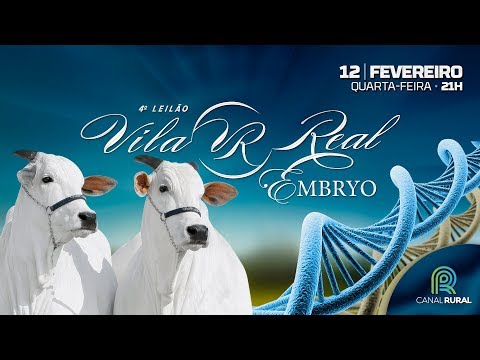 LOTE 26 - Muniqueh FIV VRI Vila Real (VRI 129)