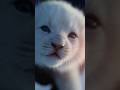 Con gì đang mắc kẹt trong băng thế này #cứuhộchómèo #cute #pets