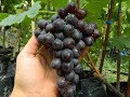 Виноград Мускат беседочный. Сезон 2016 (Grapes Muskat besedochnyy. Season 2016)