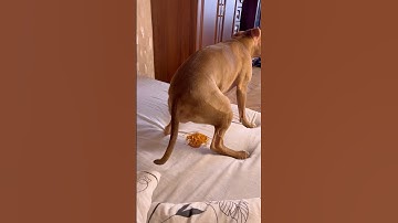 Собака не могла больше терпеть