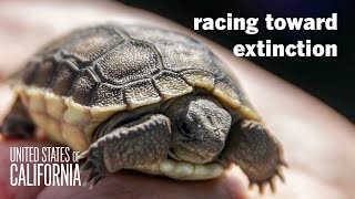 Can California save the Mojave desert tortoise from extinction?
