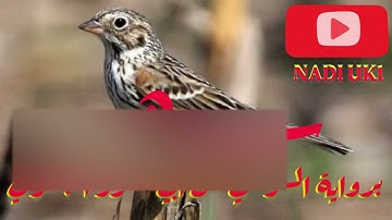 سورة  النساء كاملة برواية السوسي عن أبي عمرو البصري.  تلاوة رائعة