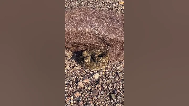 The Infamous Mojave Rattlesnake