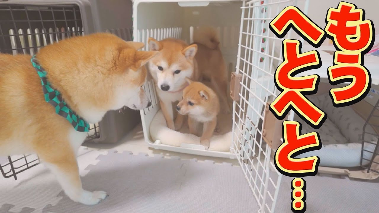 The resident dog was exhausted by the puppy's incredible physical