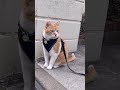 忠猫チャチャ🐈待ち人来たる　#shorts