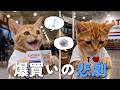爆買いした猫ナン、お会計でまさかの事態に...!