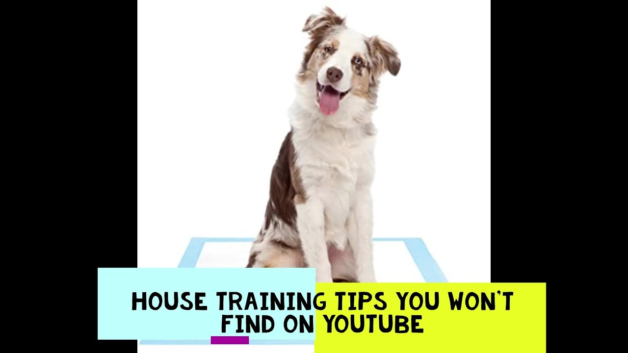 House training tips for your new puppy House training is not crate