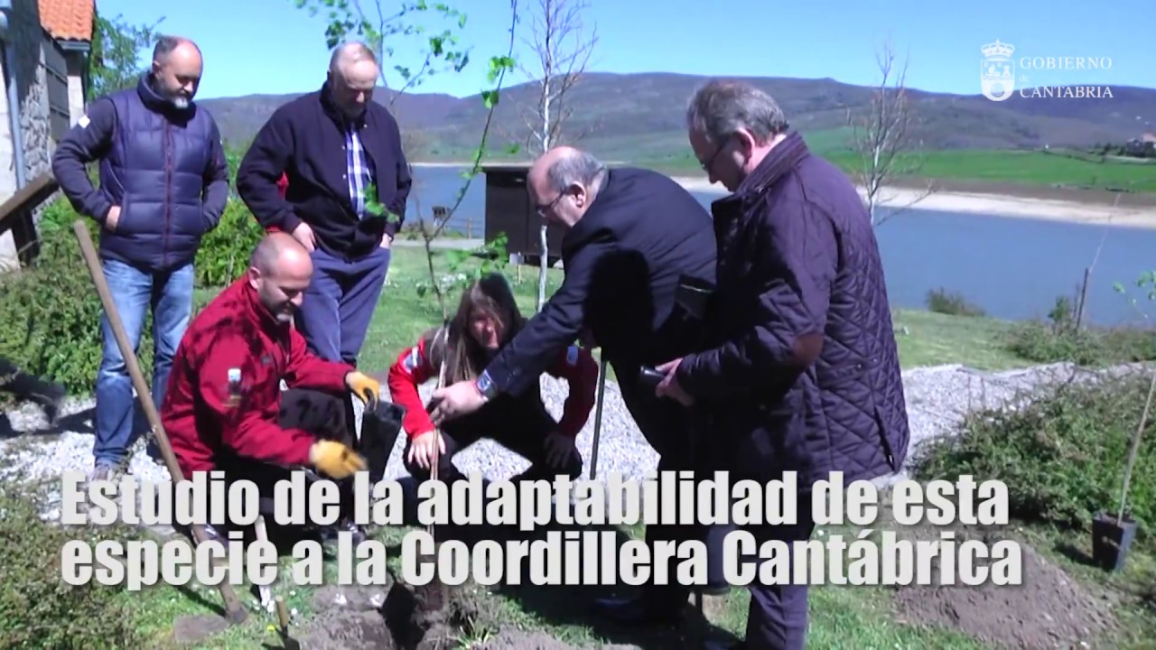 Plantación de olmos resistentes a la grafiosis en Campoo de Yuso