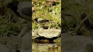 Crow Eats Duckling Baby Bird Animal Prey Meat