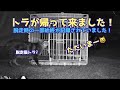 元野良猫トラが脱走(その3) ☆トラが帰って来ました！😸　脱走時の一部始終が監視カメラに記録されていました！　捕獲の瞬間も撮影出来ました。