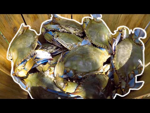 Catching MASSIVE Maryland Blue Crab (Catch & Cook)