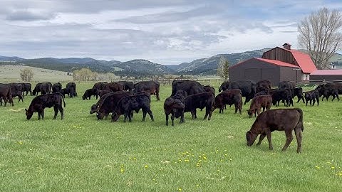 Timed AI of the cows- CO Synch CIDR Program