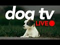 DOG TV LIVE - 24/7 Virtual Walking and Exciting Footage for Dogs to Watch!