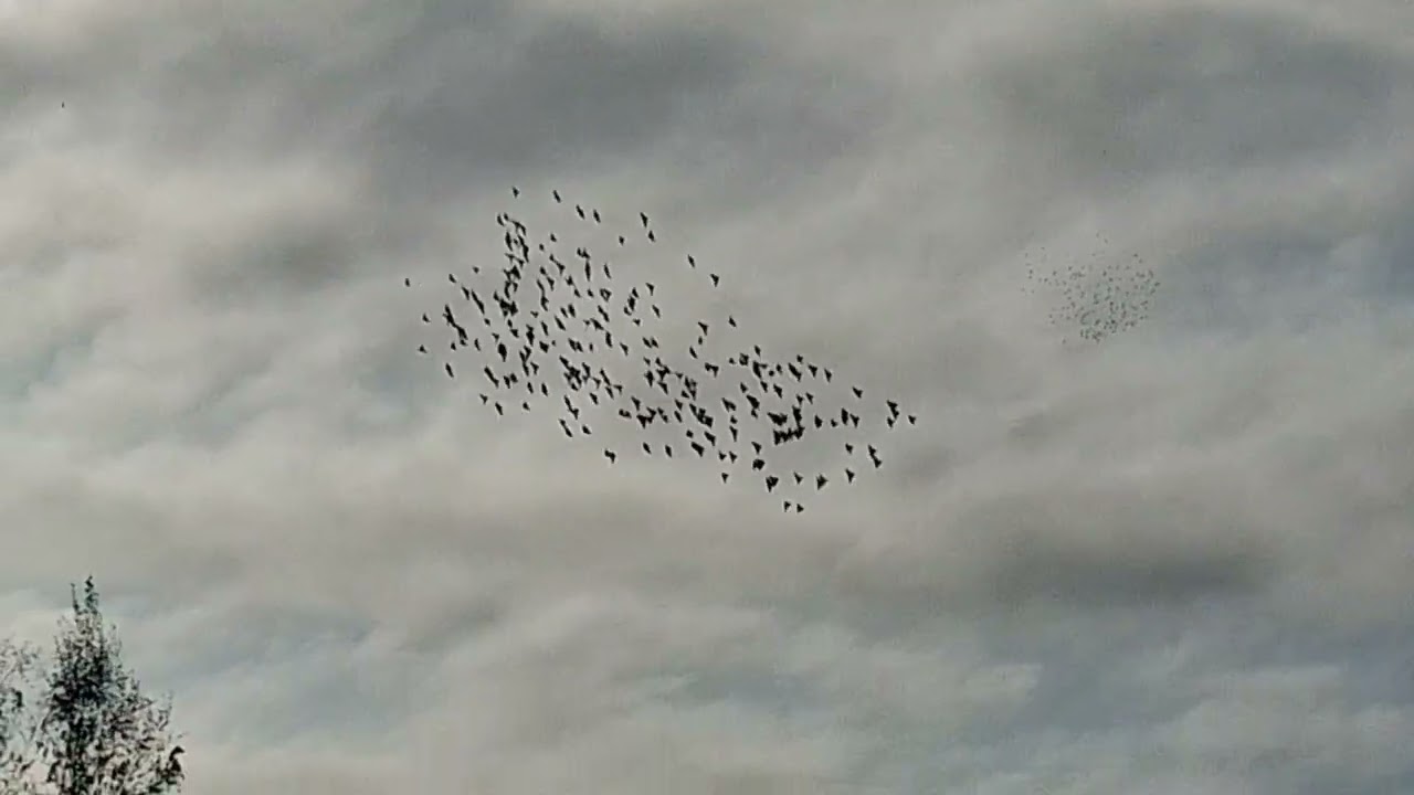 I poszły  Tragedia 😅😅😅 Koniec pora na rybki 🤣🤣🤣