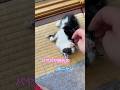 ネコと子ネコとおじさん　2025パヤパヤ時代シリーズ 赤ニャンをモフモフするだけの動画　#shorts #cat #猫のいる暮らし #kitty #赤ニャン #ねこ