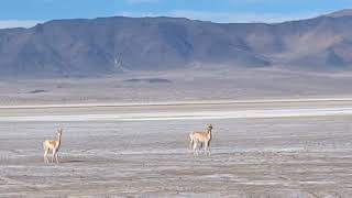 Laguna Blanca Catamarca Ar May'24