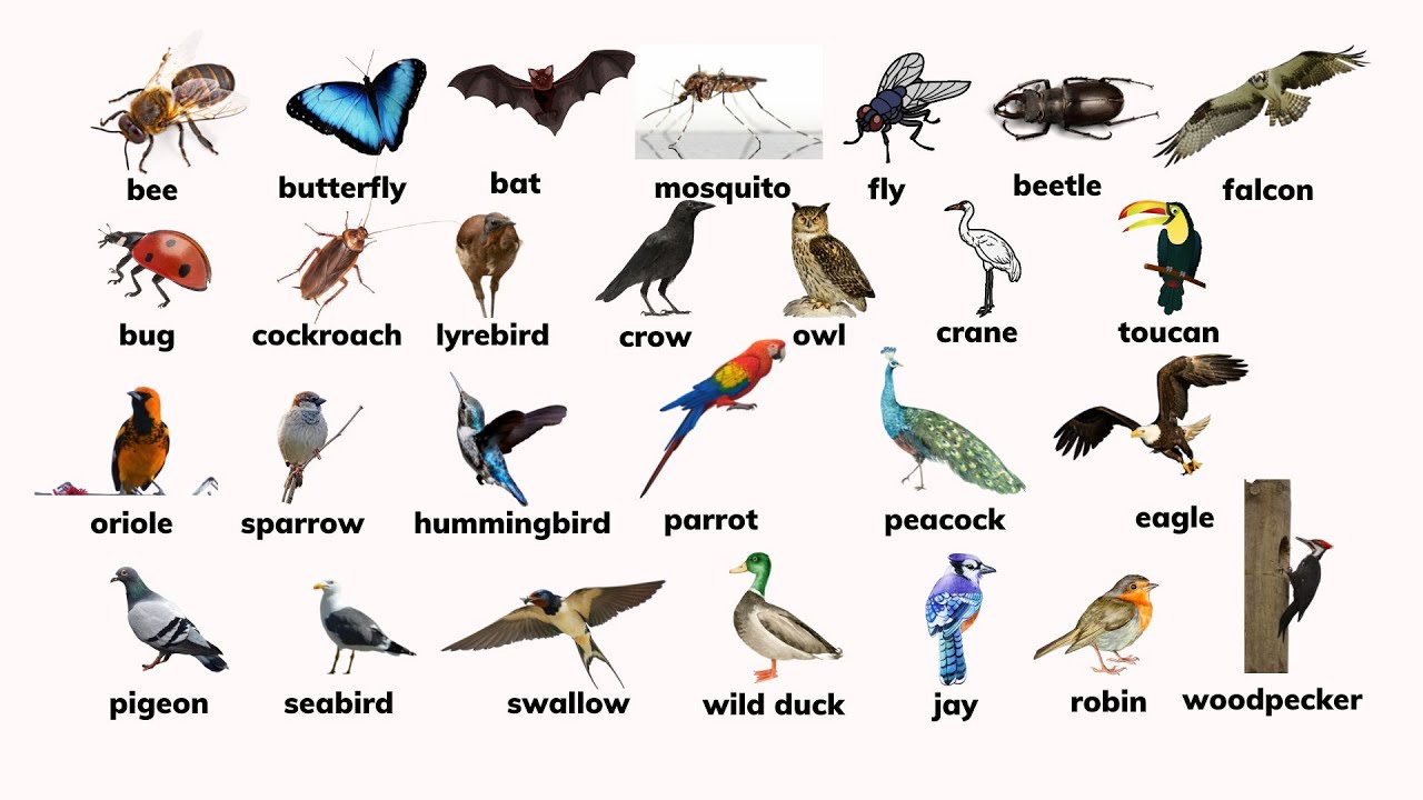 air animals with names