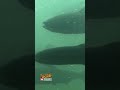Bonneville Dam's #fish viewing window. #Shorts