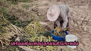 เตรียมตัดทอน🏜ต้นมันสำปะหลังเพื่อนำไปปลูก🏝