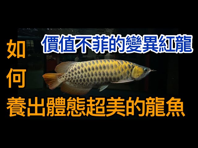 價值不菲的變異紅龍,超美的鱗底,完全不一樣的觀賞價值,如何養出一條體態優美壯碩的龍魚讓擁有十幾年經手上千隻龍魚的前輩告訴你,龍魚小隻該如何挑選才不會越養越失望CC字幕