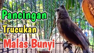 PERANGSANG BUNYI TRUCUKAN Dan Pancingan BIAR CEPAT BUNYI GACOR