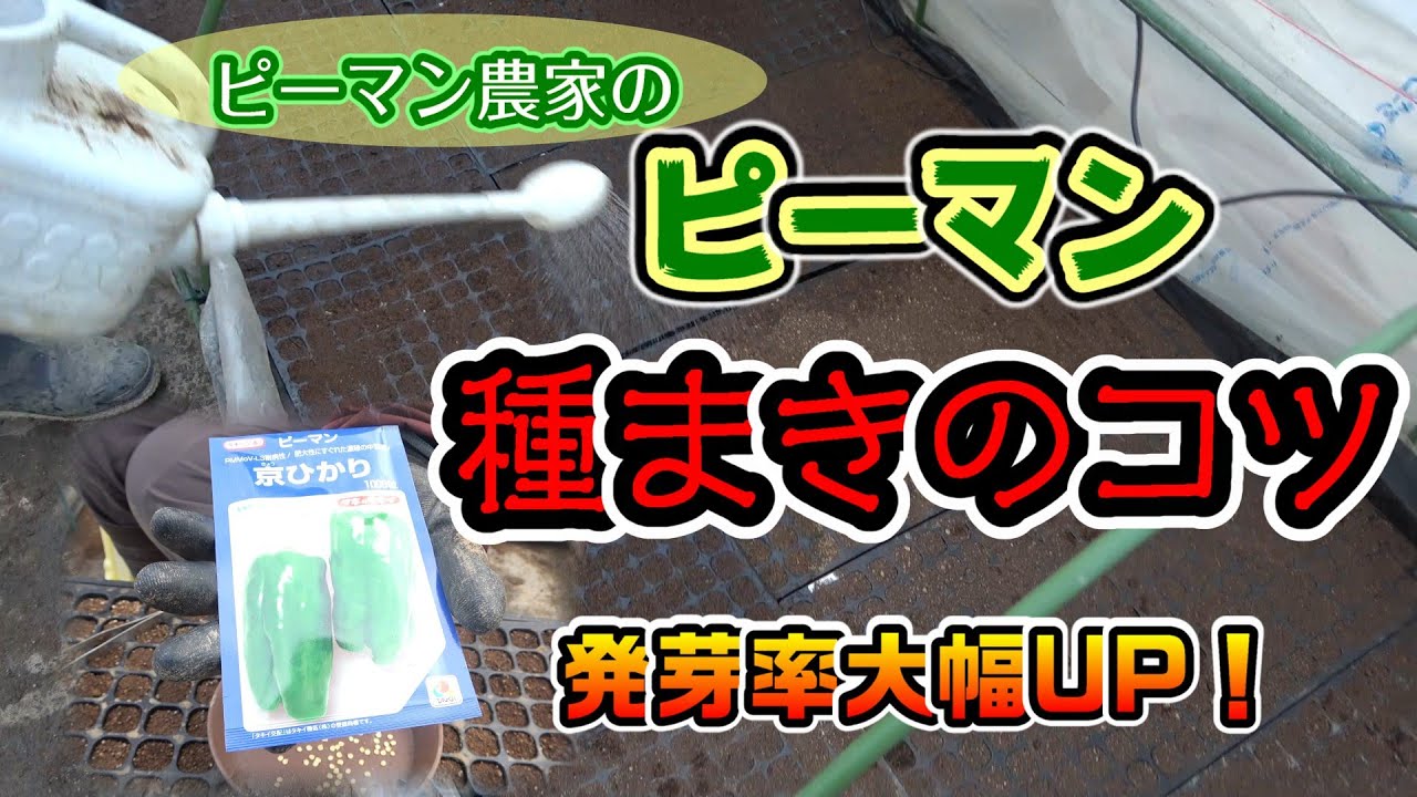 【ピーマン栽培】発芽率UP！ピーマンの種まきのコツ🌱