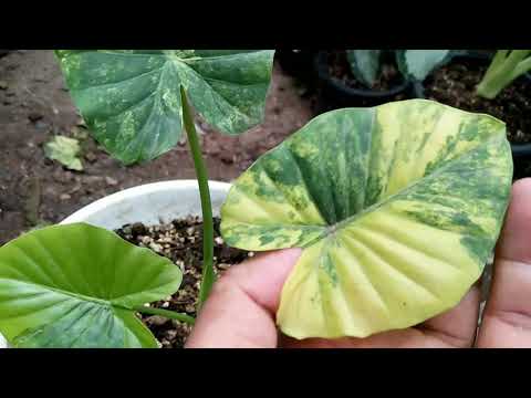 แค่อยากโชว์ หูช้างด่างเหลือง Alocasia Gageana Aurea Variegated