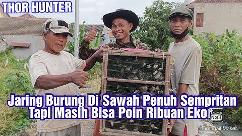 #emprit #hamapadi #Jaring Burung Di Sawah Penuh Sempritan Tapi Masih Bisa Poin Ribuan Ekor Eps2